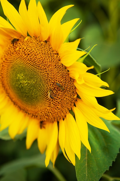 Bouchent le beau tournesol et les abeilles dessus.