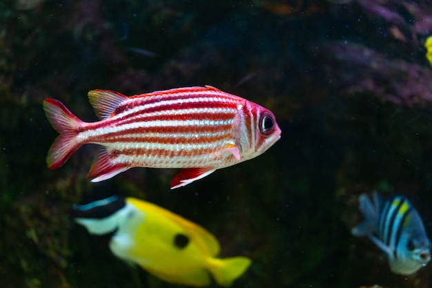 Bouchent les beaux poissons dans l&#39;aquarium sur la décoration de fond des plantes aquatiques.