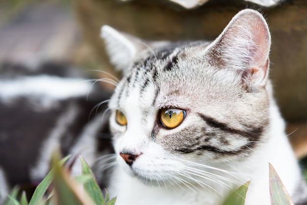 Bouchent les beaux yeux jaunes du minou