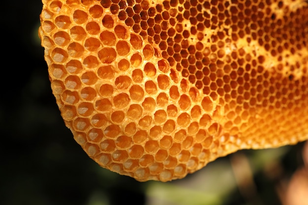 Bouchent la belle nid d&#39;abeille jaune avec du miel