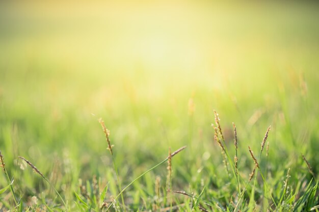 Bouchent la belle vue d&#39;herbe nature verte sur fond d&#39;arbre de verdure floue