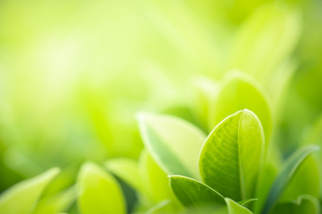 Bouchent la belle vue de la nature verte laisse sur fond d&#39;arbre de verdure floue