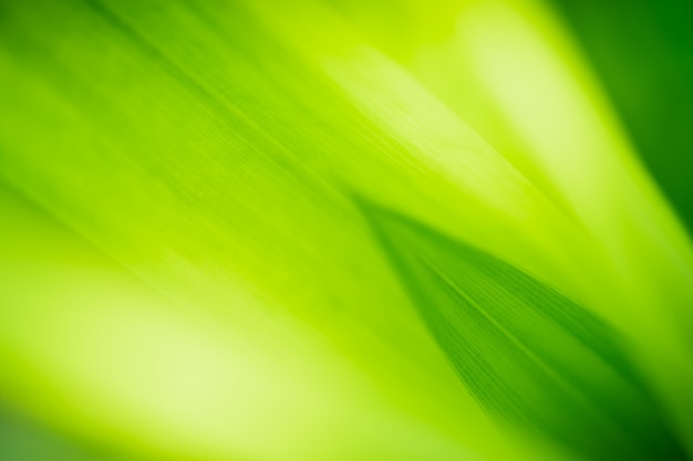 Photo bouchent la belle vue de la nature verte laisse sur fond d'arbre de verdure floue