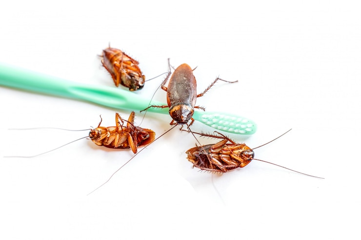 Photo bouchent la blatte thaïlandaise sur la brosse à dents