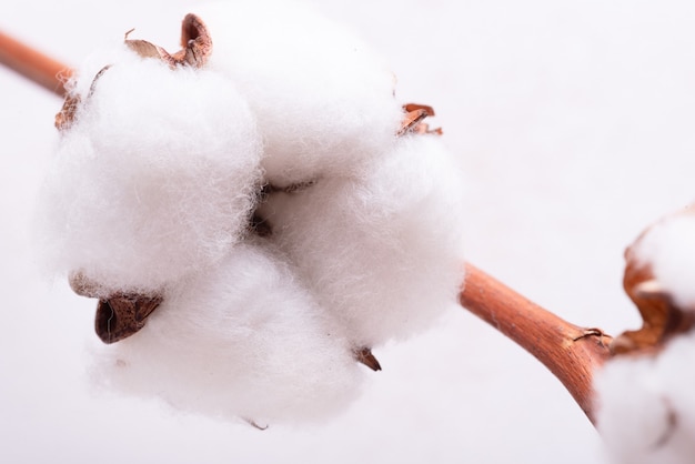 Bouchent la branche de fleur de coton sur fond de bois blanc