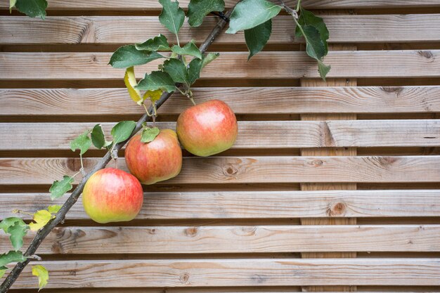 Bouchent la branche de pommier avec des pommes rouges savoureuses sur une texture d'arrière-plan de clôture