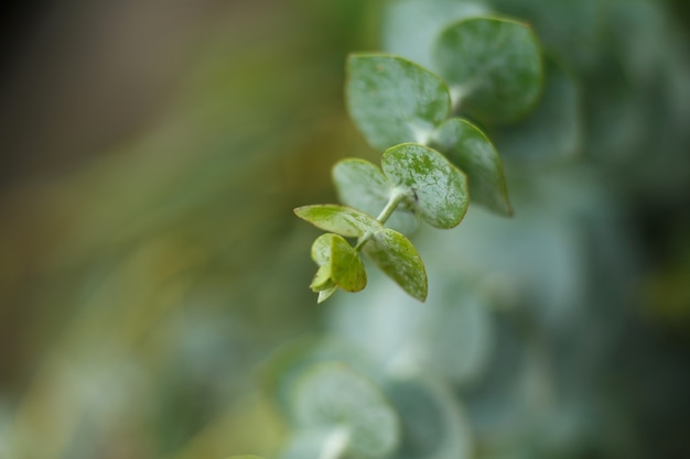 Bouchent la branche verte de la fleur fraîche. Nature pure