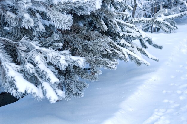 Bouchent les branches de sapin recouvert de neige dans une forêt d&#39;hiver