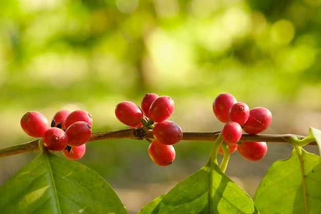 Bouchent le café en grains dans la nature