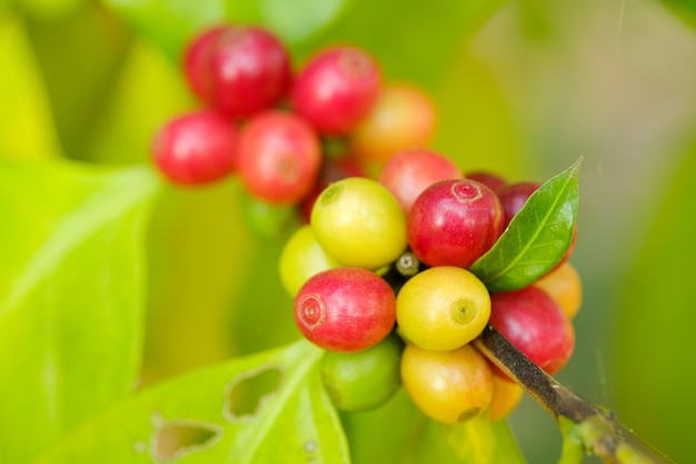 Bouchent le café en grains dans la nature