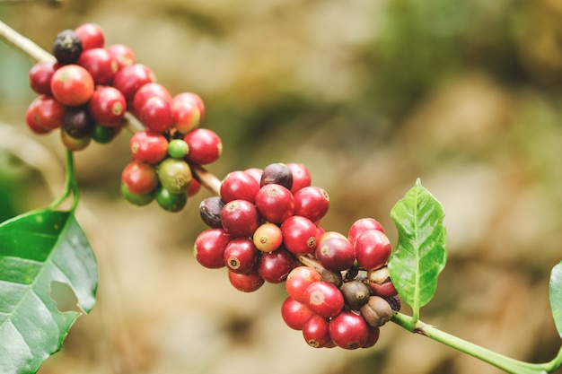 Bouchent café de haricots sur un arbre dans la nature