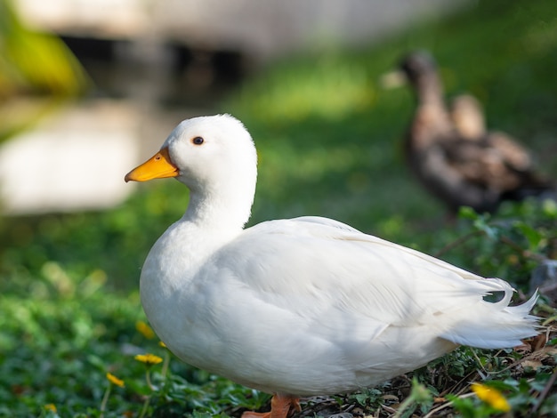 Bouchent le canard blanc dans le champ d&#39;herbe. Concept animal.