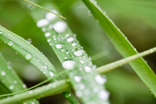 Bouchent le cercle d'eau de pluie de rosée macro gouttes à la feuille fraîche d'herbe verte, fond naturel, fraîcheur et humidité