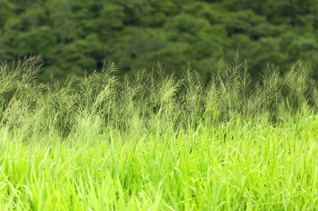 Bouchent champ d&#39;herbe verte