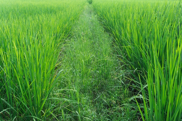 Bouchent champ de riz geen en été