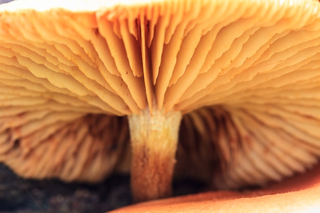 Bouchent les champignons dans la forêt profonde