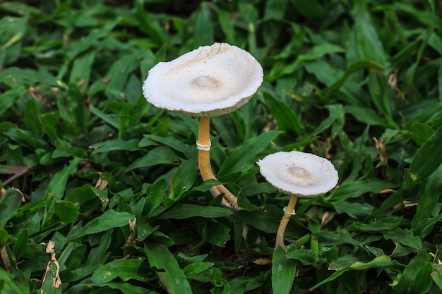 Bouchent les champignons dans la forêt profonde