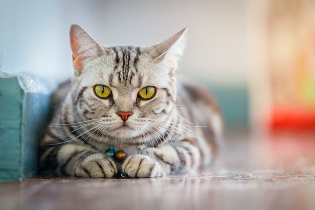 Bouchent le chat américain aux cheveux courts.