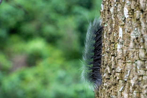 Bouchent les chenilles velues sur l'arbre