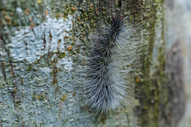 Bouchent les chenilles velues sur l'arbre