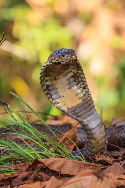 Bouchent Cobra Monocellat