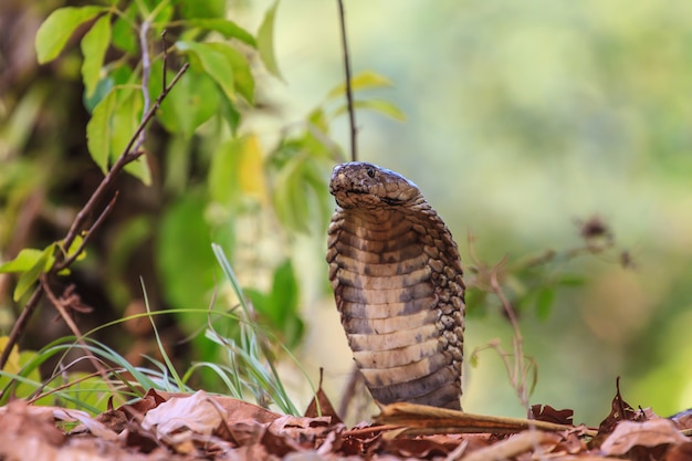 Bouchent Cobra Monocellat