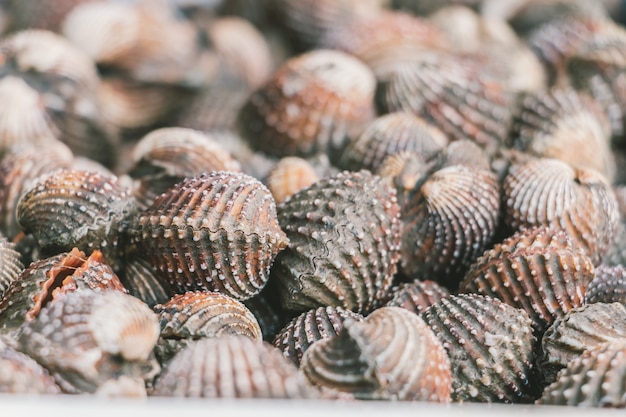 Bouchent les coques fraîches dans le marché des fruits de mer