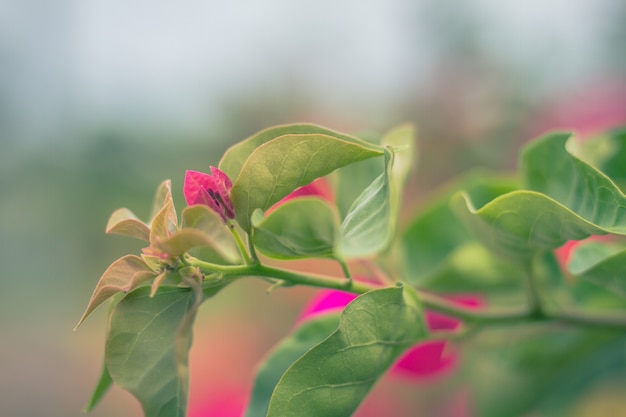 Bouchent les couleurs vives des bougainvilliers et l&#39;arrière-plan flou