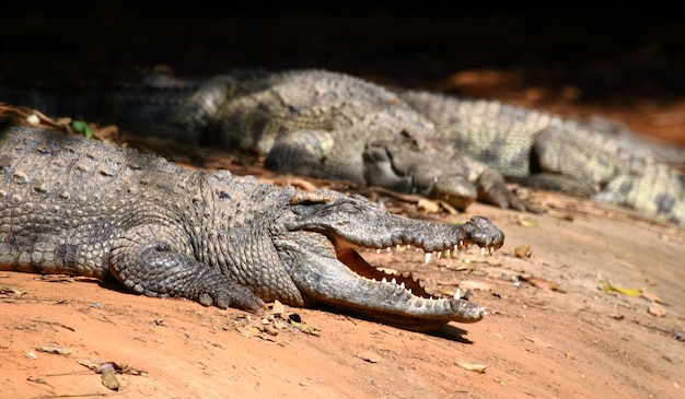 Bouchent le crocodile.