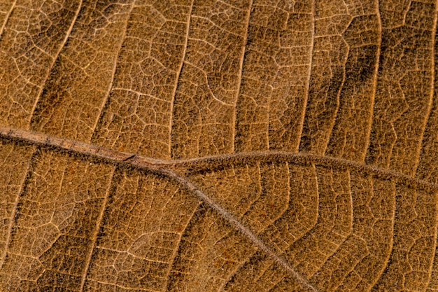 Bouchent détail de brun feuille sèche texture