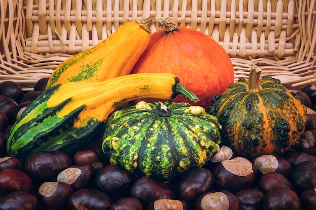 Bouchent diverses citrouilles sur table