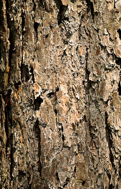 Bouchent l'écorce des arbres. Texture naturelle. DOF peu profond