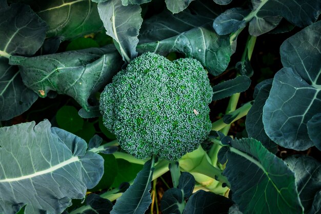 Bouchent les fermes de légumes biologiques de chou vert