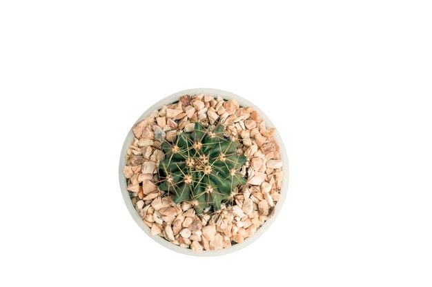 Bouchent Ferocactus en pot blanc isolé