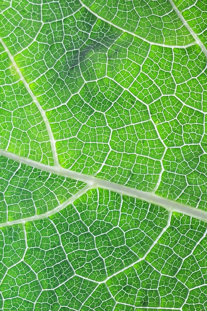 Bouchent feuille de citrouille verte