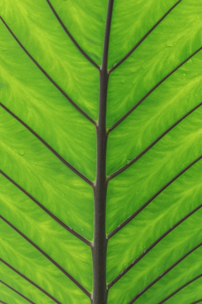 Bouchent La Feuille Verte De Fond De Texture Plante Oreille éléphant.