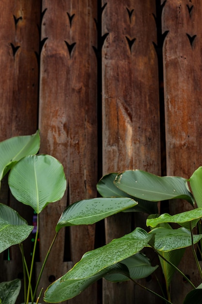 Bouchent les feuilles de bananier vert sur le mur de grunge en bois pour le fond