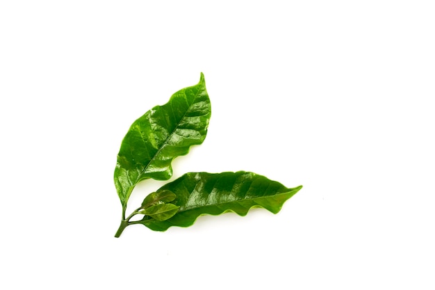 Bouchent les feuilles de café Arabica