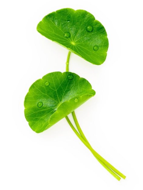 Bouchent les feuilles de centella asiatica avec des gouttes de pluie isolées sur la vue de dessus de fond blanc.