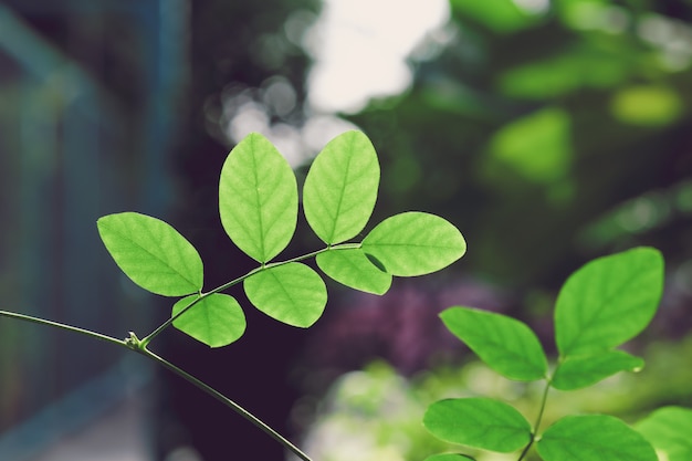 Bouchent les feuilles vertes sur la branche, ton vintage