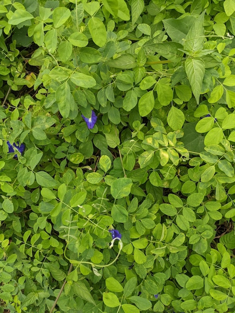 Bouchent les feuilles vertes de fleurs sauvages sur le jardin verdoyant au printemps.