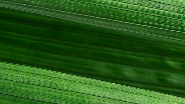 Bouchent les feuilles vertes, fond diagonal