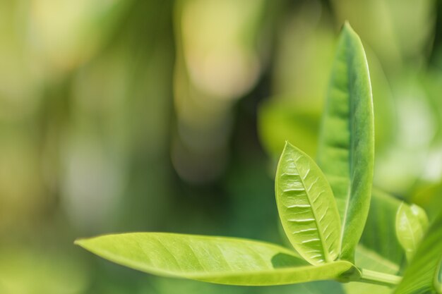 Bouchent Les Feuilles Vertes Fraîches Contre L'arrière-plan Flou.