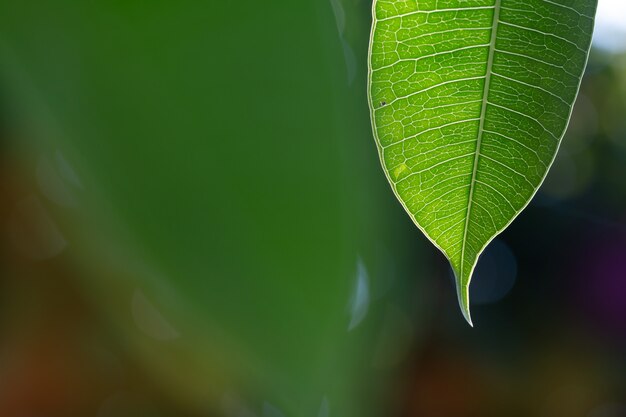 Bouchent les feuilles vertes sur le vert floue