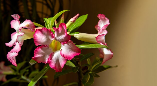 Bouchent la fleur d'adénium