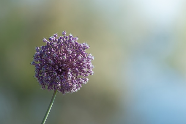 Bouchent fleur avec arrière-plan flou