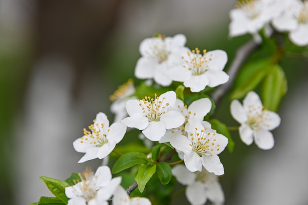 Bouchent la fleur de cerisier blanc, low angle view