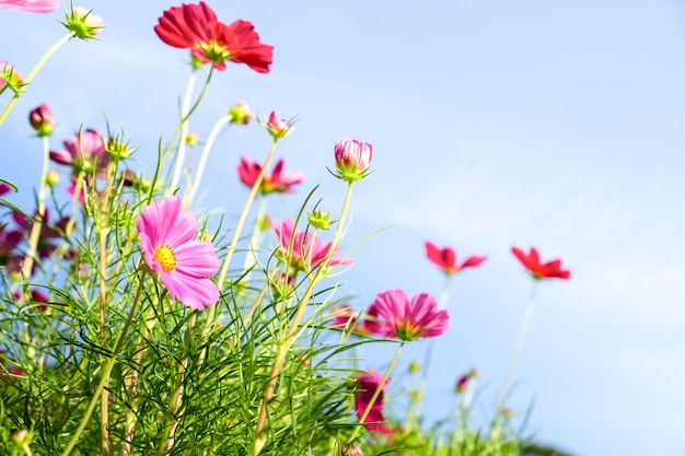 Bouchent la fleur cosmos rose avec des nuages de ciel bleu et la lumière du soleil pour le fond naturel.