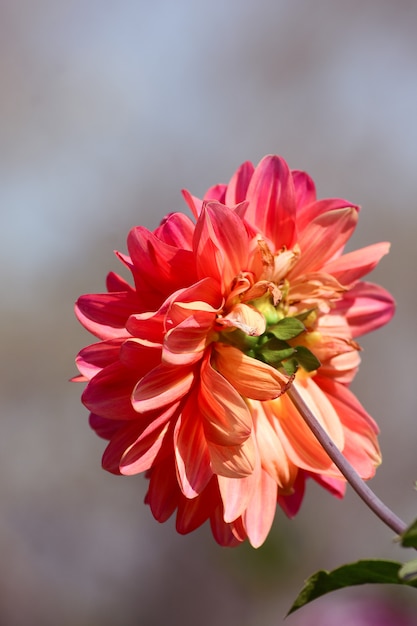 Bouchent la fleur de Dahlia dans le jardin