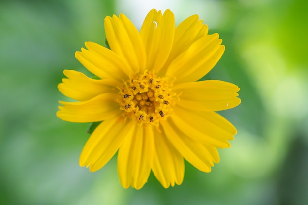 Bouchent fleur jaune